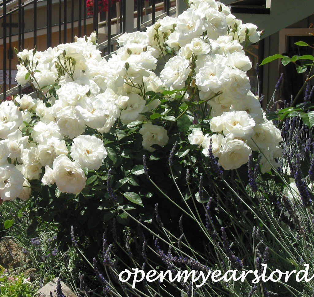 IMG_3858-signed-and-cropped