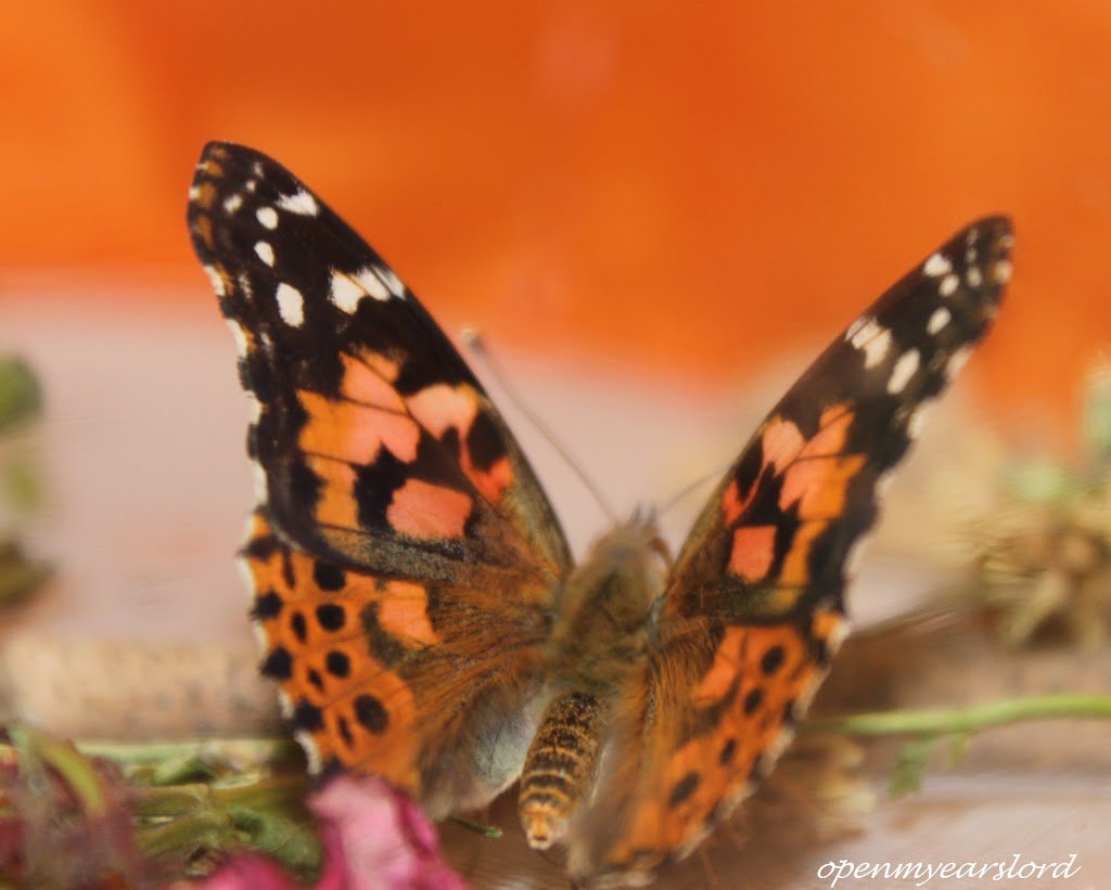 IMG_1981-cropped-signed