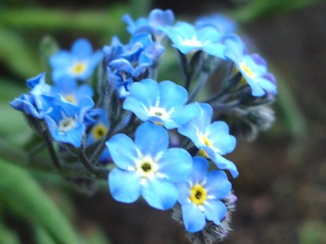 alaska-state-flower-by-akseabird