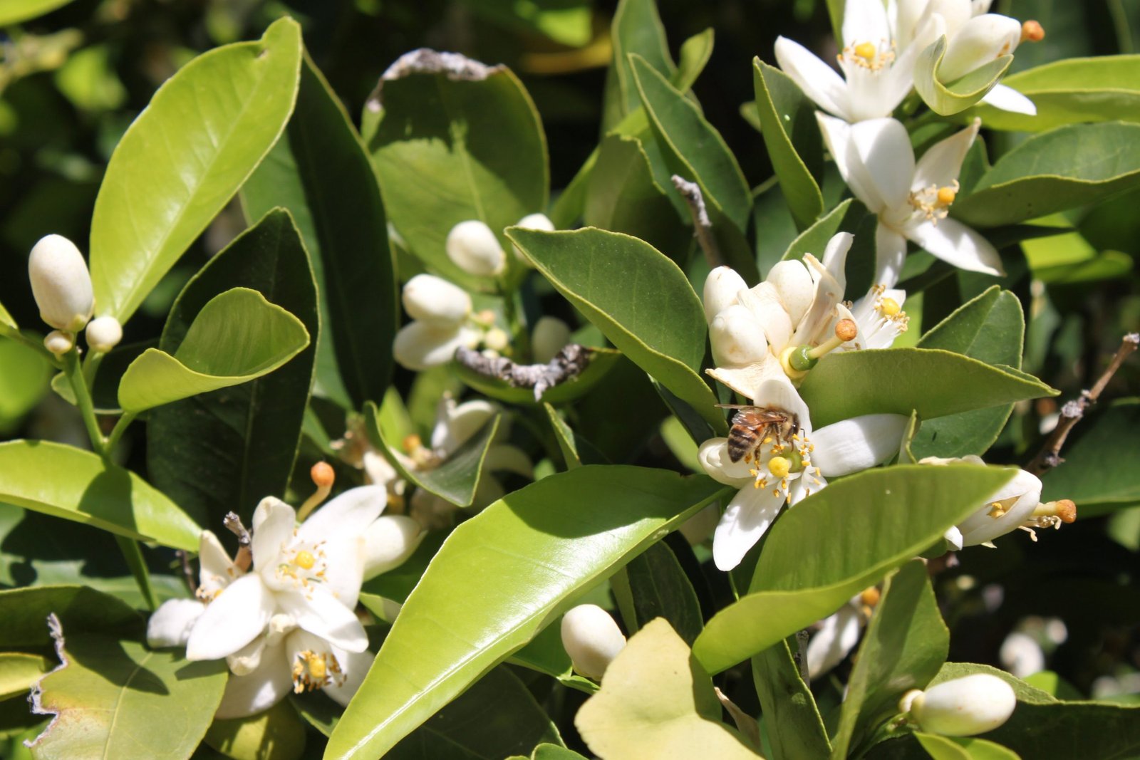 Orange Blossoms