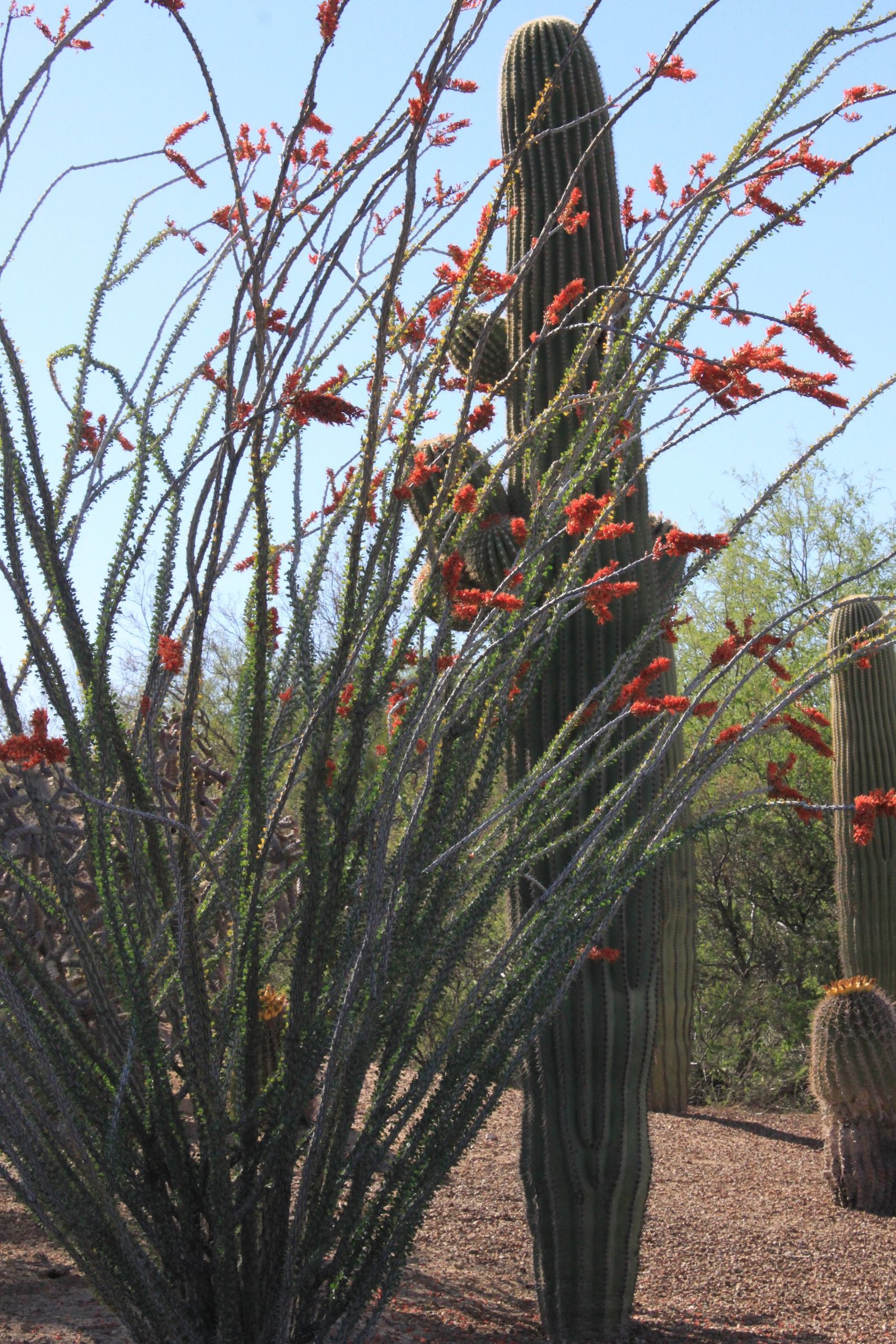 The red plumed ocotillo and the Sonoran Sauguaro