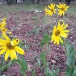 Daisies at Canyon Point