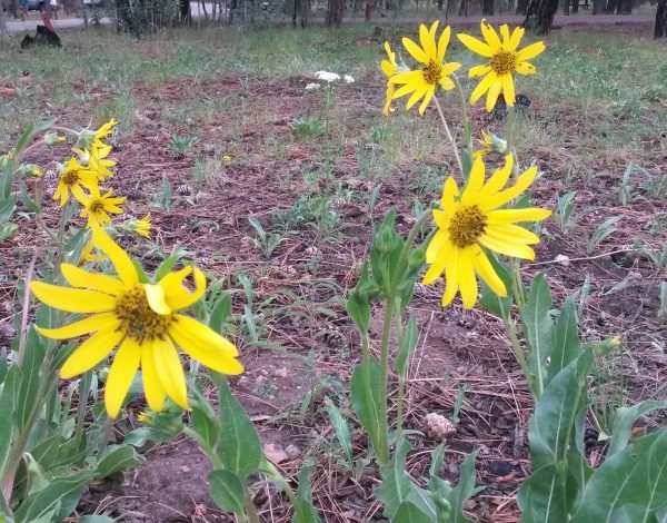 Daisies at Canyon Point