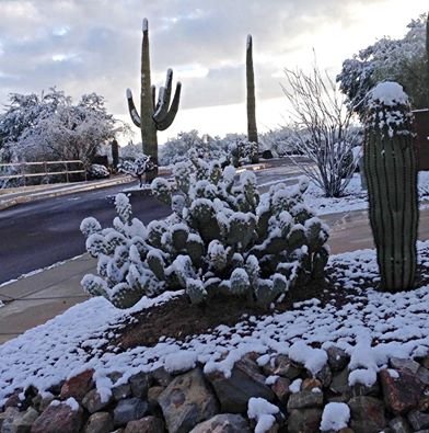 Winter on New Year’s Eve in Tucson 2014 going into 2015. Linda Mc’s yard.