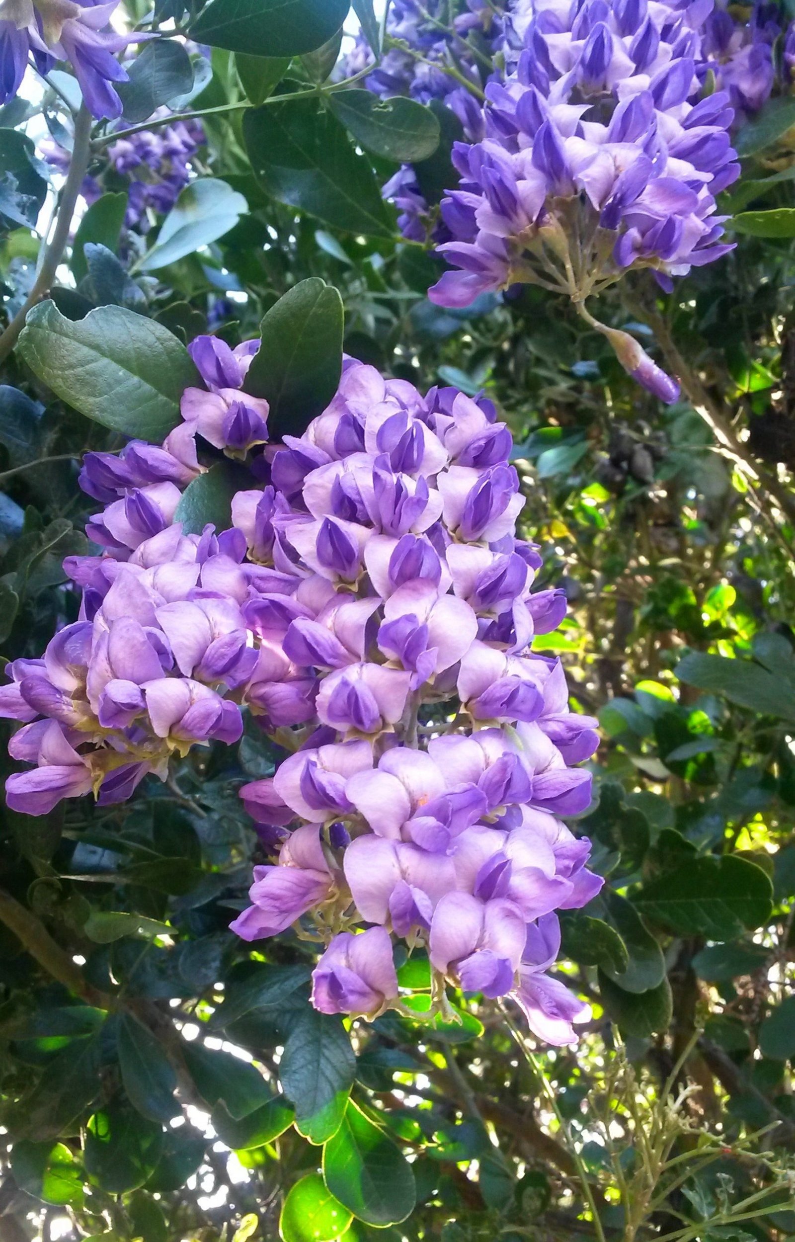 purple blossom tree cropped, CC