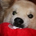 IMG_1328